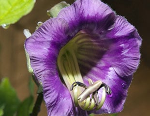 Cobaea scandens Cup and Saucer plant