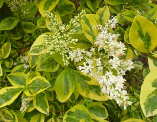 Euonymus lovely lime green foilage with white flowers