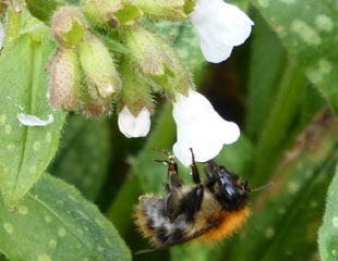 Pulmonaria 'Sissingham white' with solitary bee