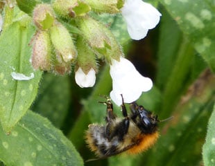 Early flowering Pulmonaria