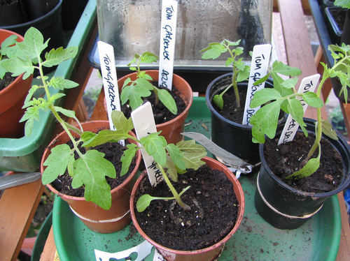 Young tomato plants