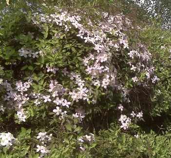 Clematis montana