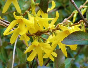 Forsythia flowers on old wood