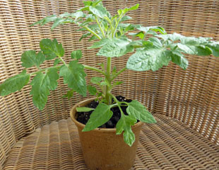 young tomato plant with side shoots