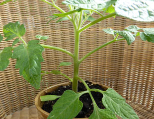 young tomato plant with side shoots removed