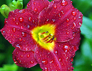 Hemerocallis day lily 'night-whispers'