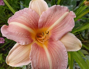Hemerocallis pink day lily 