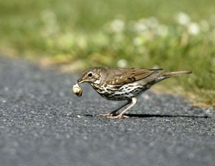 Thrush with snail