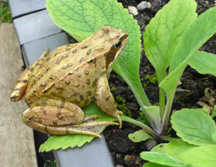 Frog on edge of veg plot