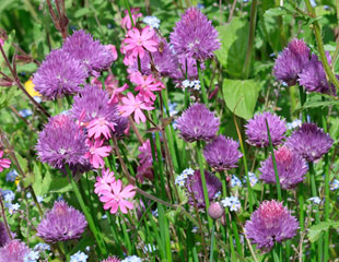 Wildlife friendly planting combination of Chives, campion and forget-me-nots.