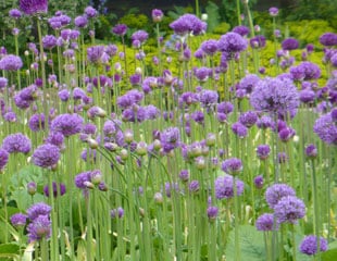 Allium