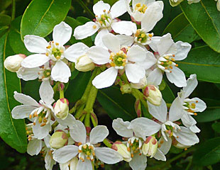 Beautifuly cream flowers on Choiysa 