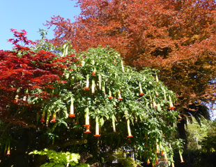 Grange court garden wonderful shrubs and light