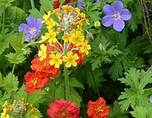 Geranium with candelarbra primula an Geum 