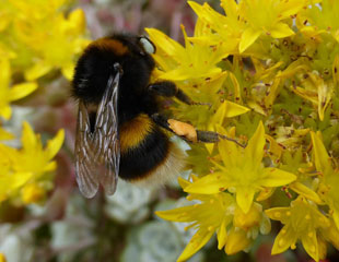 蜜蜂在景天属植亚搏手机版官方登物