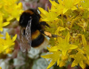 Bees on Sedum