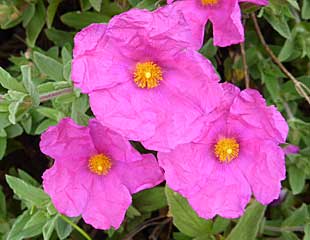 Cistus the rock rose