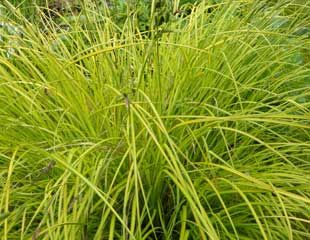 Carex-elata-'Aurea'-Bowles-golden-sedge-310