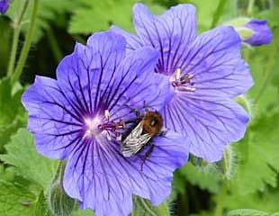 Bee on Geranium