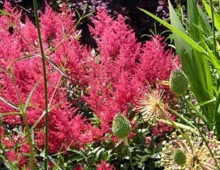 Astilbe