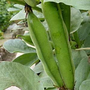 Broad beans in Pod