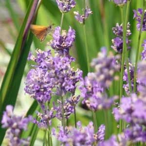 Lavender and butterfly