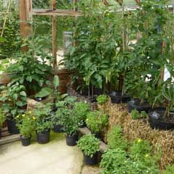 tidy greenhouse