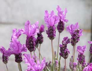 French lavender Lavendula stoechas