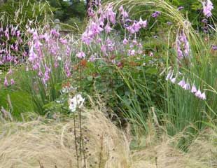 Stipa tenuissima with diarama