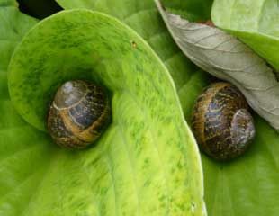 Two-snails-too-many-310