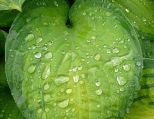 Rain on beautiful Hosta leaf