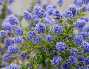 Ceanothus in bloom lovely soft blue flowers