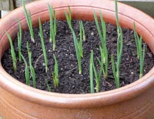garlic growing in container