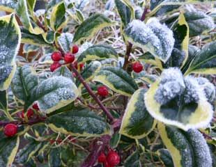 Frosted holly in winter