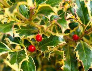 Variegated holly with berries