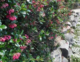 Escallonia hedge in Guernsey 