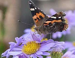 Butterfly on Aster