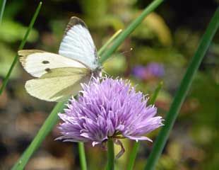 Cabbage white butterfly on Allium