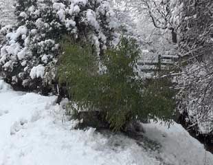 Bamboo free of snow
