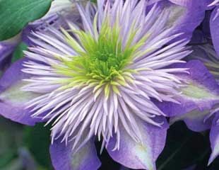 Clematis Crystal fountain 