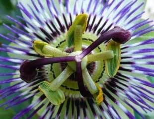 passion flower