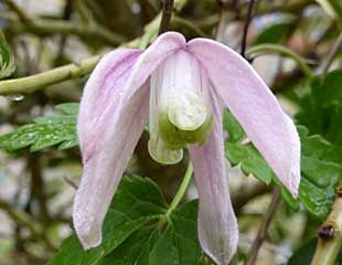 early flowering Clematis