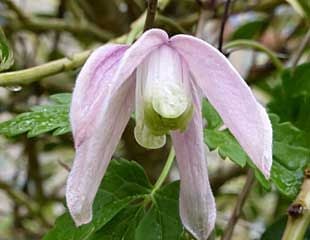 Clematis 