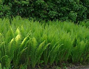 Shuttlecock ferns