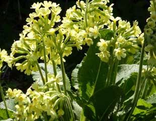 Cowslip Primula veris