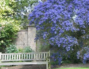 blue flowering shrub