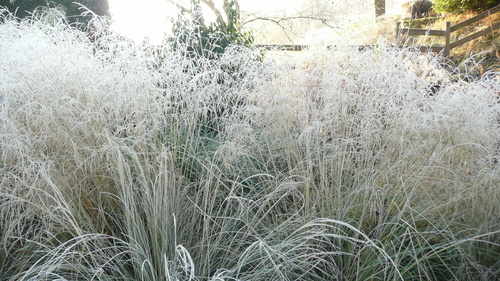 winter grasses 