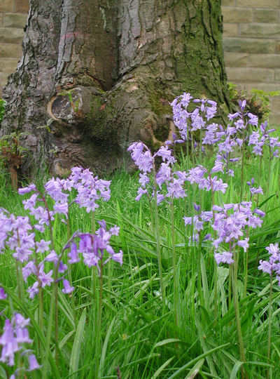 bluebells and tree