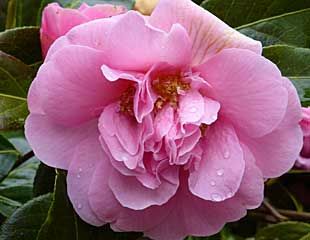 Beautiful pink Camellia