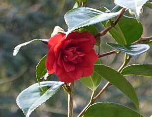 Red Camellia in bloom